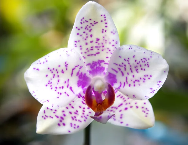 Orquídeas florecientes en un jardín de primavera — Foto de Stock