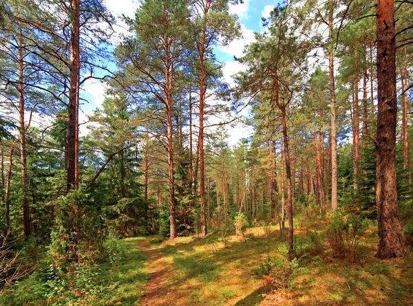 Sendero en la madera mixta, Rusia — Foto de Stock