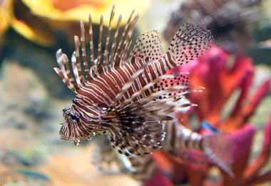 Kırmızı lionfish (pterois volitans) akvaryum balık