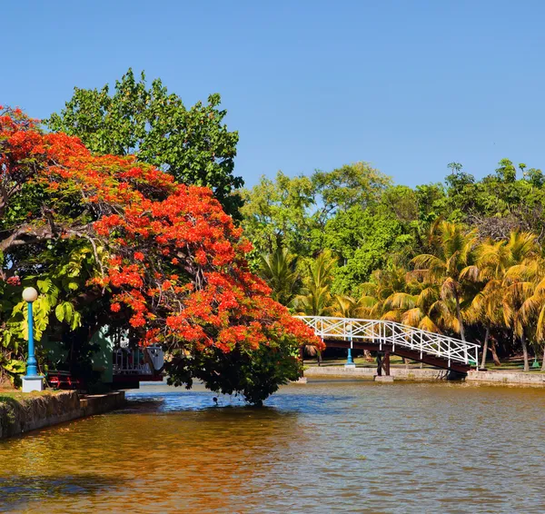Pont à pied dans le parc Hesone à Varadero — Photo