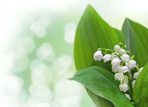 Lily of valley — Stock Photo, Image