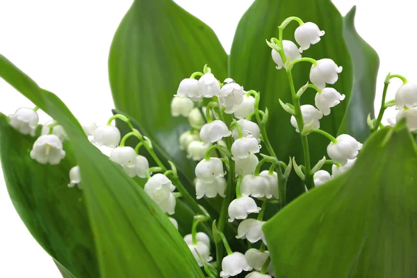 Lily of valley — Stock Photo, Image
