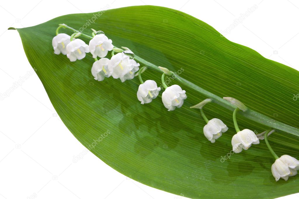 Lily of valley