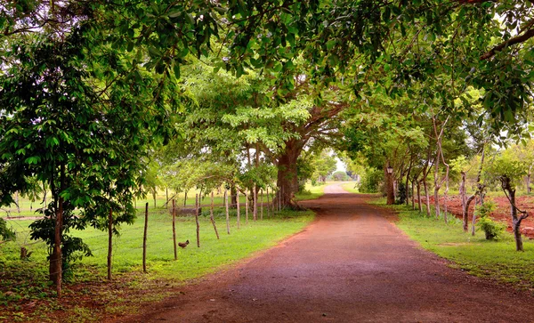 Allée à la campagne — Photo