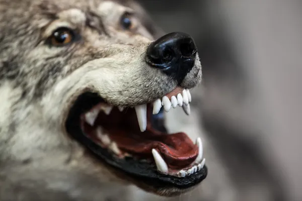 Wild gray wolf animal — Stock Photo, Image