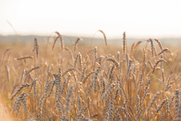 Culture du blé ou du seigle — Photo