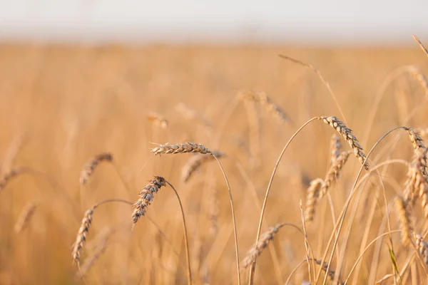 Culture du blé ou du seigle — Photo
