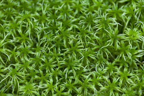 Sphagnum bakgrund — Stockfoto