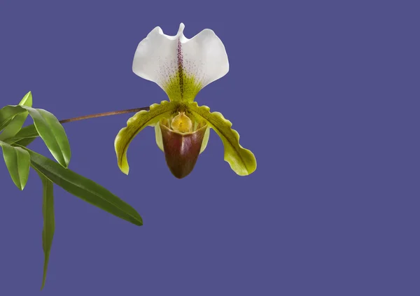 Paphiopedilum orkide çiçek izole mor zemin üzerine. — Stok fotoğraf