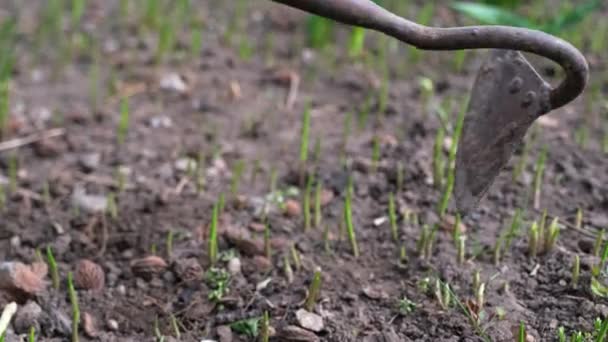 Close up view of plucking the weeds by hoe — Stock Video