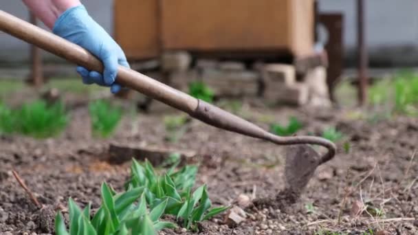 Close up view of plucking the weeds by hoe — Stock Video