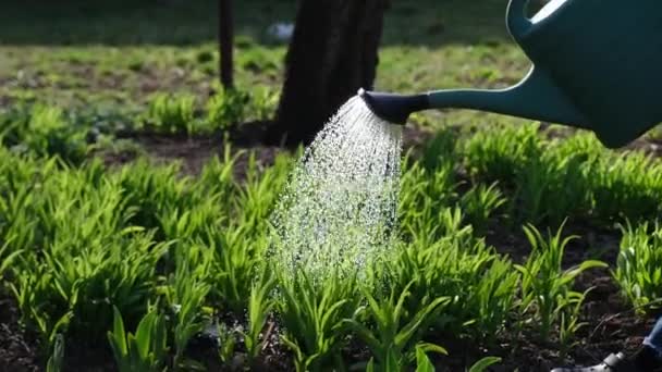 Tenga cuidado del jardín - vista de cerca de jardinero riego cama de jardín — Vídeos de Stock