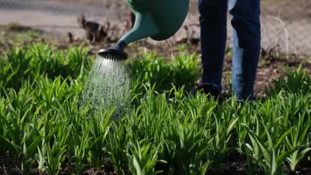 Prenditi cura del giardino - vista da vicino del giardiniere che innaffia il letto del giardino — Video Stock