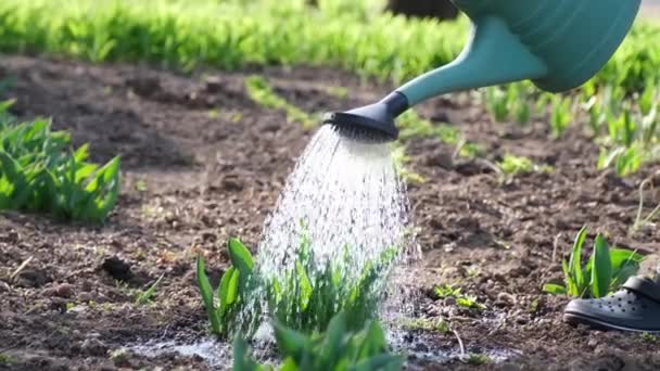 Tenga cuidado del jardín - vista de cerca de jardinero riego cama de jardín — Vídeos de Stock