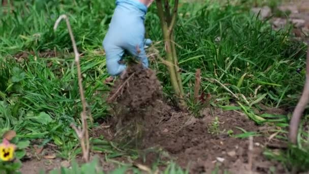Закрыть вид на выкорчевывание сорняков мотыгой — стоковое видео