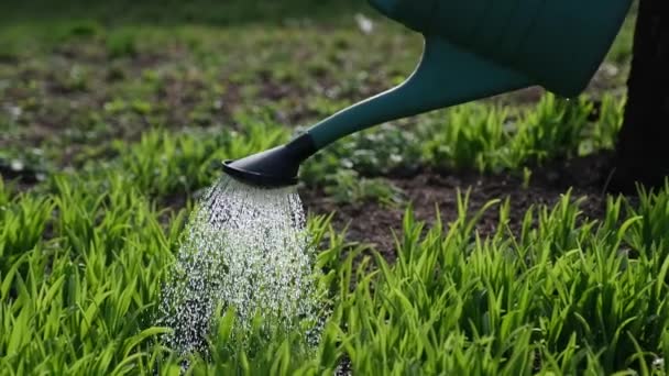 Prenditi cura del giardino - vista da vicino del giardiniere che innaffia il letto del giardino — Video Stock