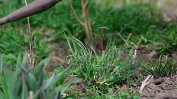 Vista de cerca de arrancar las malas hierbas por azada — Vídeos de Stock