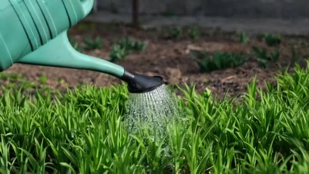 Prendre soin du jardin - vue rapprochée du jardinier arrosage lit de jardin — Video