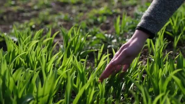 Agriculture and growing flowers - close-up of female hands planting and caring for flowers — ストック動画