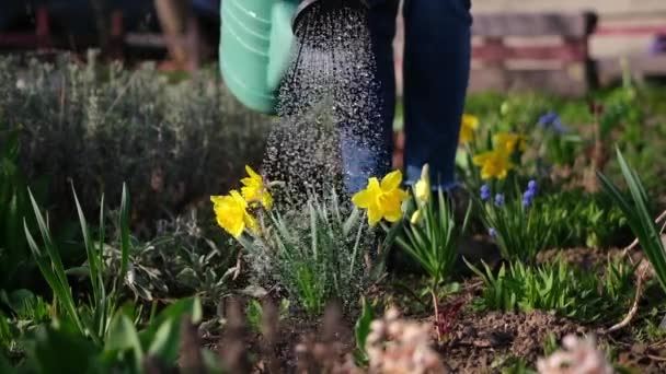 Tenga cuidado del jardín - vista de cerca del jardinero regar flores video de cámara lenta — Vídeos de Stock