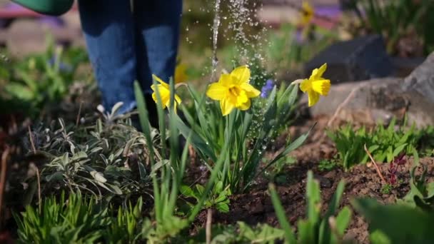 Vigyázz a kertre - közeli kilátás kertész öntözés virágok lassított mozgás videó — Stock videók