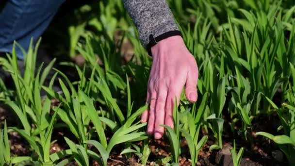 Agriculture and growing flowers - close-up of female hands planting and caring for flowers — Stock Video