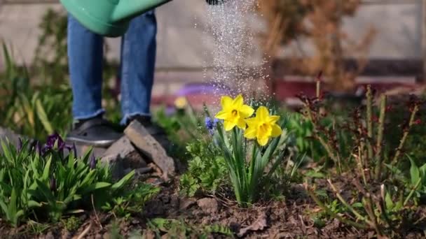 Cuide do jardim - close-up vista do jardineiro regar flores slow motion vídeo — Vídeo de Stock