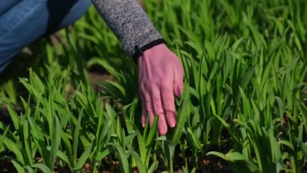 Landwirtschaft und Blumenanbau - Nahaufnahme weiblicher Hände beim Pflanzen und Pflegen von Blumen — Stockvideo