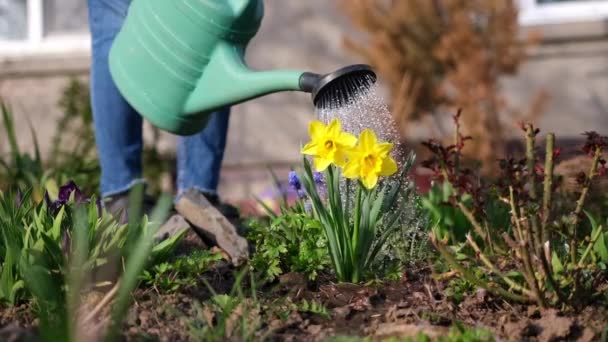 Tenga cuidado del jardín - vista de cerca del jardinero regar flores video de cámara lenta — Vídeo de stock