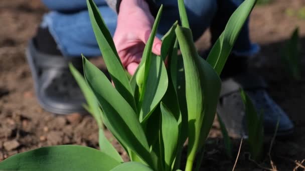 Agricultura y cultivo de flores - primer plano de las manos femeninas plantación y cuidado de flores — Vídeos de Stock