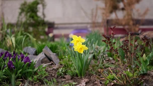 Yellow daffodils flowers on flower bed outdoors — Stock Video