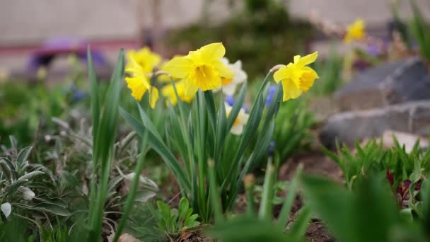 Narcisos amarillos flores en lecho de flores al aire libre — Vídeos de Stock