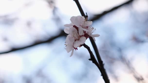 Les fleurs de cerisier ou d'abricot sont en pleine floraison le jour du printemps — Video