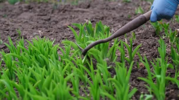 Close up view of plucking the weeds by hoe — Stock Video