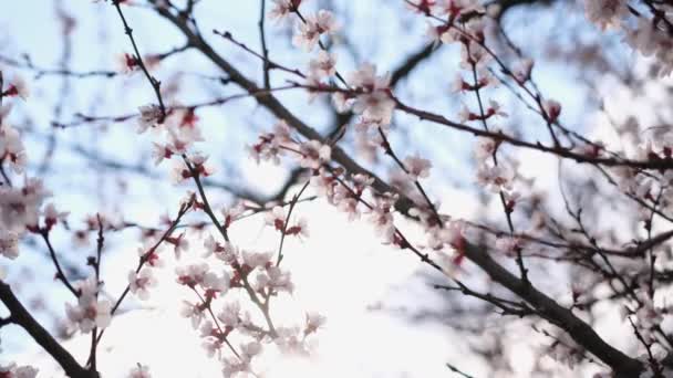 Cereja ou flores de damasco estão em plena floração no dia de primavera — Vídeo de Stock