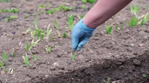 Agricultura biológica e jardinagem de primavera - close-up de mãos de fazendeiro colocando sementes no chão — Vídeo de Stock