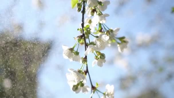 Cherry or apricot blossoms are in full bloom at spring day — Stock Video