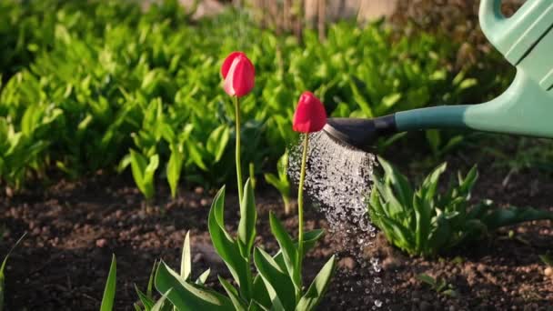 Tenga cuidado del jardín - vista de cerca del jardinero regar flores video de cámara lenta — Vídeo de stock