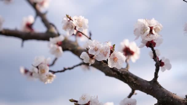Körsbär eller aprikosblommor är i full blom på vårdagen — Stockvideo