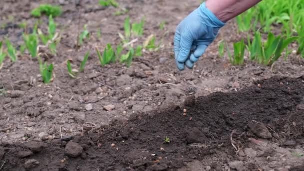 Organic farming and spring gardening - close-up of Farmer hands putting seeds in the ground — Stock video