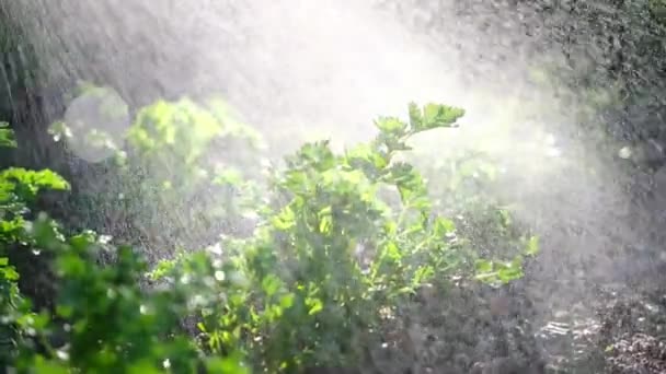 Watering from a garden watering can bushes of parsley at garden bed — Stock video