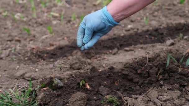 Organic farming and spring gardening - close-up of Farmer hands putting seeds in the ground — Stockvideo