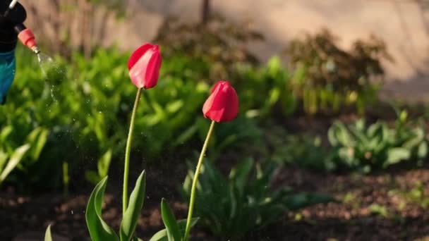 Подбайте про сад крупним планом вид на садівника, що поливає квіти, повільне відео — стокове відео