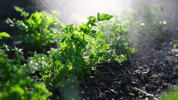 Zavlažování ze zahradní zavlažování plechovky keře petržele na zahradním lůžku — Stock video