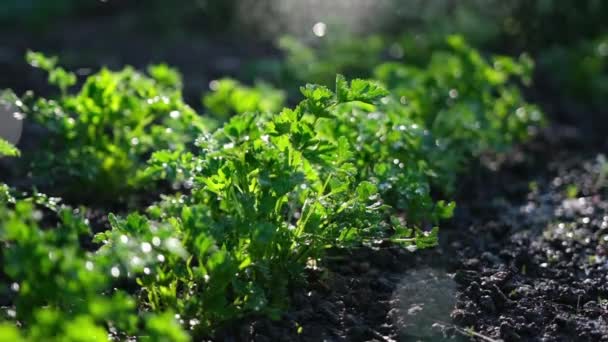 Watering from a garden watering can bushes of parsley at garden bed — Vídeo de Stock