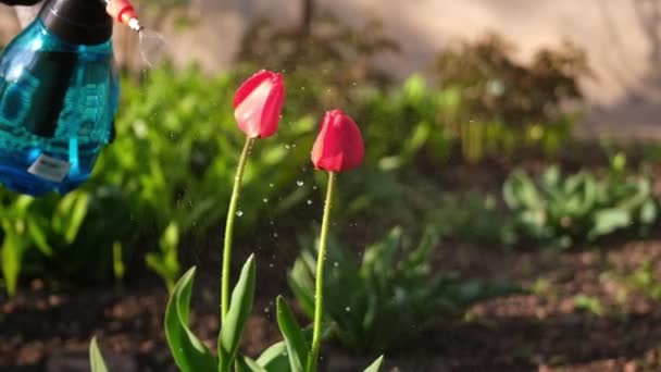 Φροντίστε τον κήπο - κοντινή θέα του κηπουρού πότισμα λουλούδια βίντεο βραδείας κίνησης — Αρχείο Βίντεο