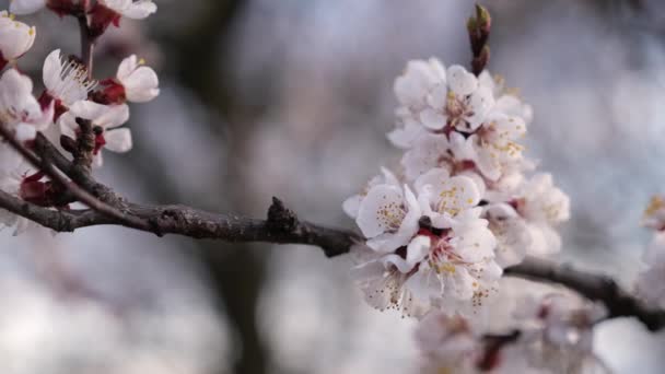 Kwiaty wiśni lub moreli są w pełnym rozkwicie wiosną — Wideo stockowe