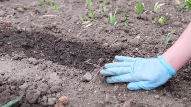 Detailní záběr zemědělce pokrývající osivo půdou v záhonech — Stock video