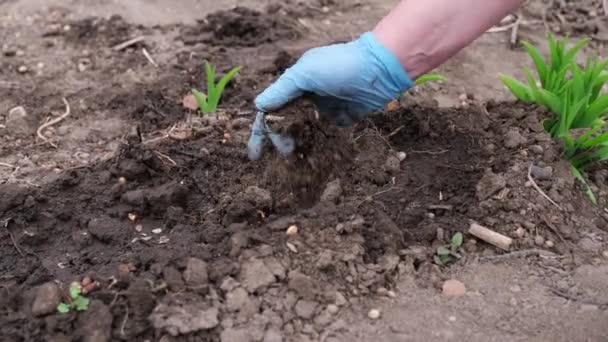 Κοντινό πλάνο του γεωργού που καλύπτει τους σπόρους με χώμα στις κλίνες — Αρχείο Βίντεο