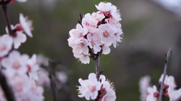 Cereja ou flores de damasco estão em plena floração no dia de primavera — Vídeo de Stock